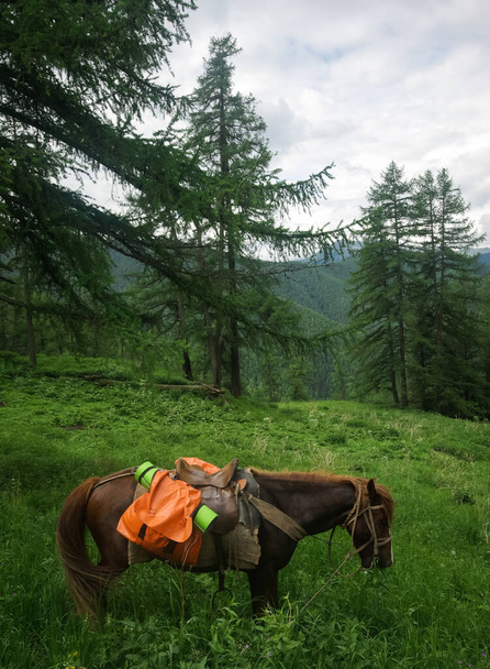 Pferd inmitten grünen Grases in der Natur. Braunes Pferd. Weidende Pferde im Dorf. - Foto, Bild