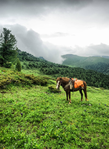 Άλογο μεταξύ πράσινο γρασίδι στη φύση. Καφέ άλογο. Χορτοφάγα άλογα στο χωριό. - Φωτογραφία, εικόνα