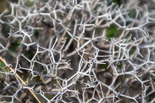 Kuiva teräviä neuloja oksat villi pensas kuvio lähikuva maaseudulla Kreikassa maisema. Kuuma kesä kasvisto kasvitieteen tiedot - Valokuva, kuva