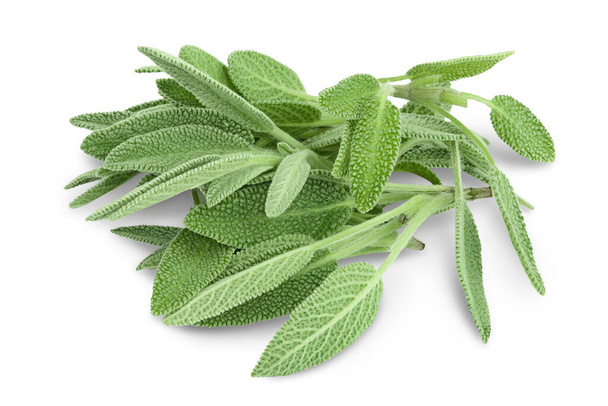 fresh sage herb isolated on white background with clipping path and full depth of field - Photo, Image