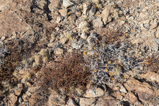 Grama seca e rochas close-up no chão na Grécia. Flora quente do verão Helichrysum arenarium botânica detalhes folhagem - Foto, Imagem