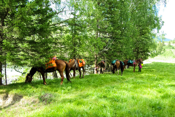 Cavallo tra erba verde in natura. Cavallo marrone. Cavalli al pascolo nel villaggio. - Foto, immagini