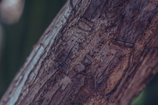 Close-up shot thin tree trunk, surface stem. Wood outer bark. Copy space. Beauty nature lines. Texture light brown gray colour abstract design background. Collection in stock - Fotó, kép