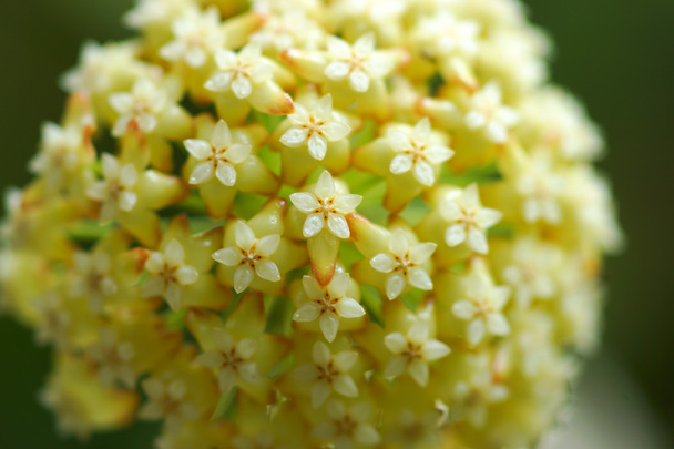 gelbe Hoya-Blüten. (hoya parasitica (roxb.) Mauer. ex wight) - Foto, Bild
