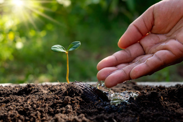 Νέα φυτά ζωής που αναπτύσσονται από σπόρους σε γόνιμο έδαφος και χέρια αγρότη αρδεύοντας δέντρα, έννοια της λίπανσης φυτών. - Φωτογραφία, εικόνα