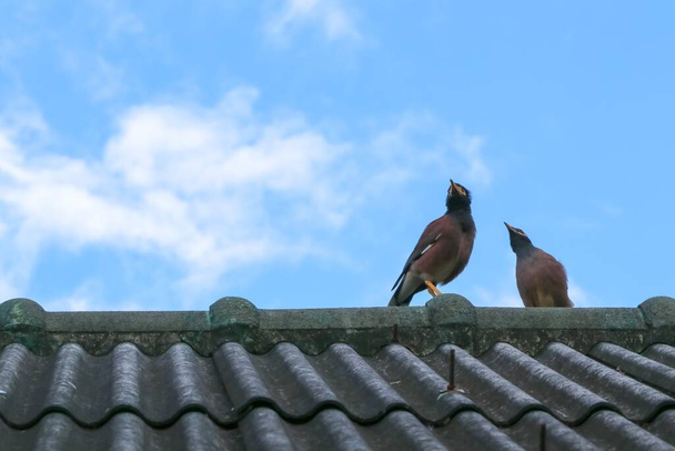 Two mynas on the roofs them see the sky in the morning - Fotoğraf, Görsel