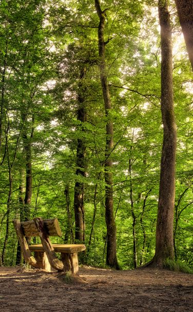 лавки в Белграді ліс - Фото, зображення