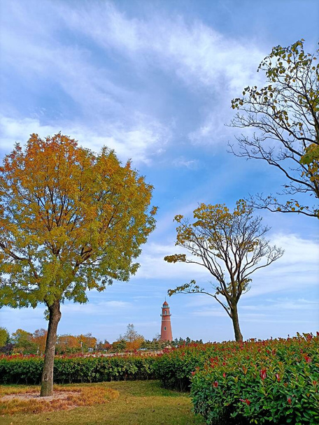 autumn landscape with trees and green leaves - Valokuva, kuva