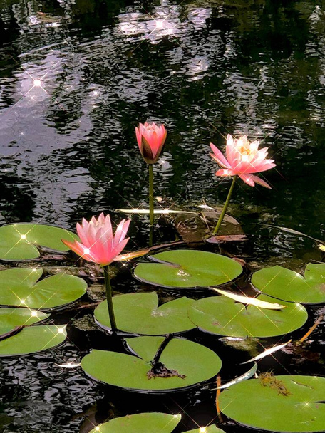 beautiful pink water lily in the pond - Φωτογραφία, εικόνα