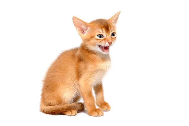 Abyssinian ginger cat sits on a white background - Foto, Bild