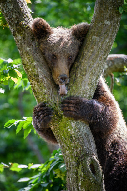Wild Brown Bear (Ursus Arctos) on tree in the summer forest. Animal in natural habitat. Wildlife scene - Photo, Image