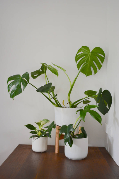 A vertical shot of house plants in pots - Photo, image
