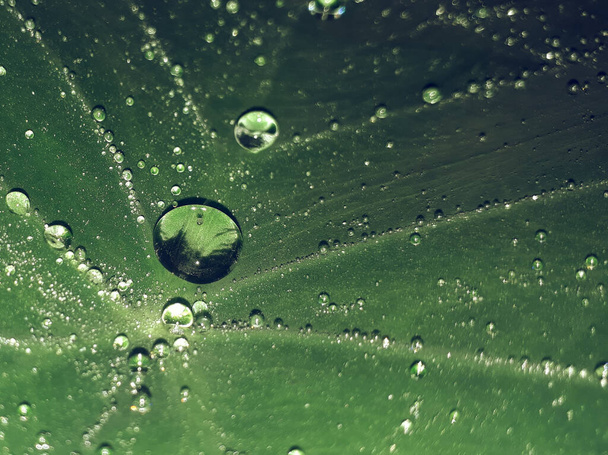 A closeup shot of drops of water on a cucumber leaf - Photo, Image