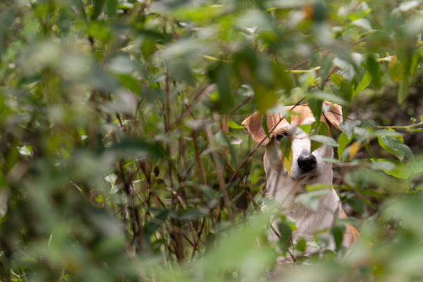 beautiful little dog hidden in a bush. Looking to the camera - Foto, afbeelding