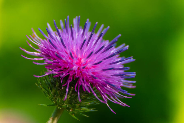 burdock flower on the field close-up  - Photo, Image