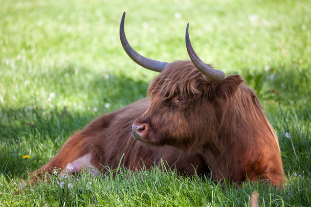 skót Felföldi tehén fölött zöld fű  - Fotó, kép