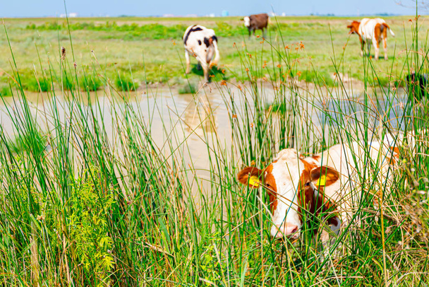Стадо домашних коров на берегу у пруда у водопоя, одна любопытная смотрит в камеру, позируя. - Фото, изображение