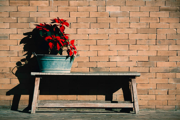 Flores tropicais vermelhas no banco de madeira na frente da parede de tijolo velho na luz solar. - Foto, Imagem