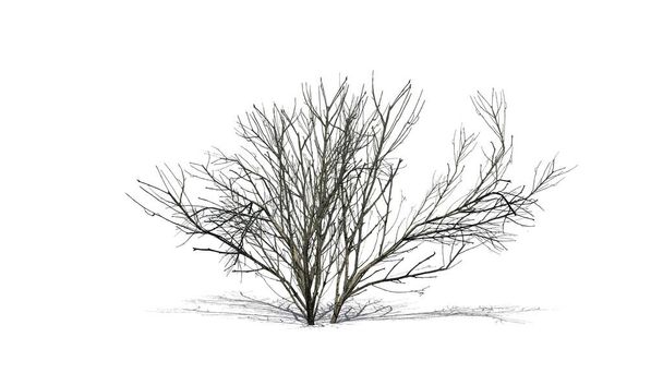 Kousa Hartriegel im Winter mit Schatten auf dem Boden - isoliert auf weißem Hintergrund - 3D-Illustration - Foto, Bild