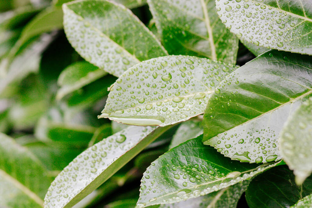Water drops on green leaf.  Dew after rain.  - Photo, Image