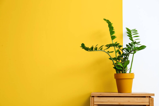 Houseplant on wooden table near color wall - Foto, Imagem