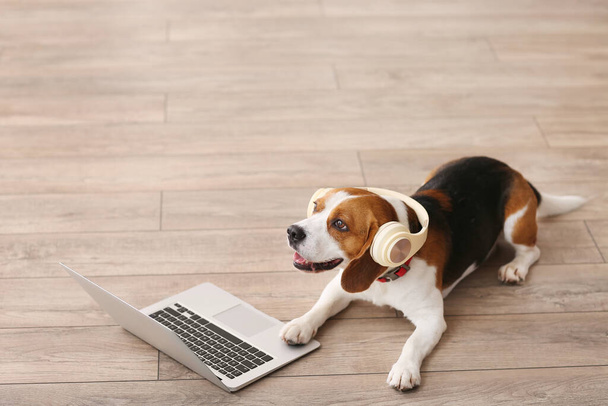 Милая собака Бигл с наушниками и ноутбуком дома - Фото, изображение
