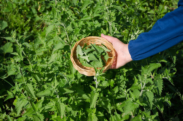 herboriste cueillette à la main baume plantes feuilles
  - Photo, image