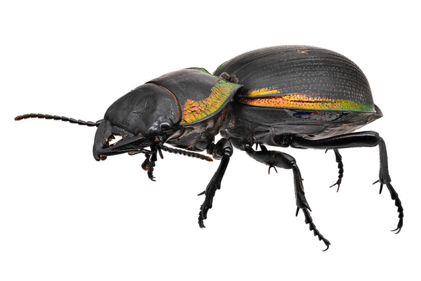 Macrofotografía de escarabajo terrestre, insecto aislado sobre fondo blanco - Foto, imagen