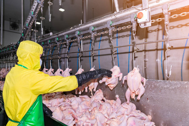Lavoratore appendere pollo sulla linea di trasporto continuo in fabbrica di pollame. - Foto, immagini