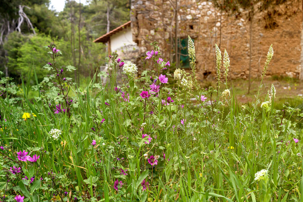 Una varietà di fiori selvatici crescono e fioriscono in un prato di montagna in una soleggiata giornata primaverile primo piano - Foto, immagini