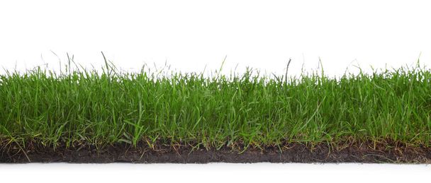 Soil with green grass on white background - Foto, afbeelding