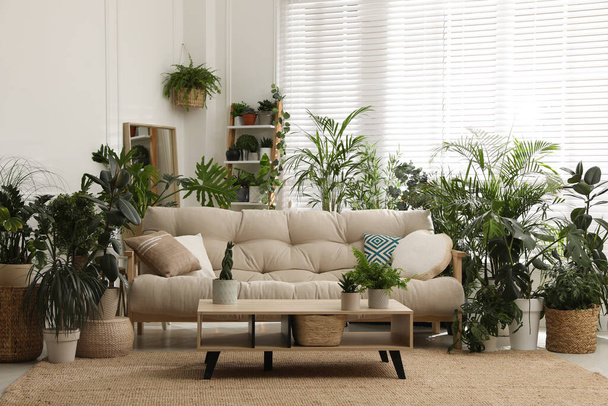 Stylish room interior with comfortable sofa and beautiful potted plants. Lounge zone - Фото, зображення