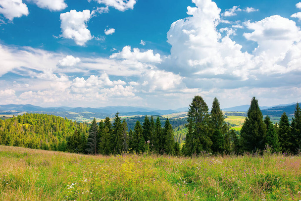 forest on the grassy hill. beautiful rural landscape of carpathian mountains in summer. bright sunny weather with fluffy clouds on the blue sky - Fotó, kép
