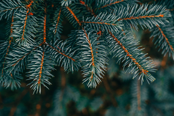 Spruce branches background. Christmas pine tree wallpaper. Copy space - 写真・画像