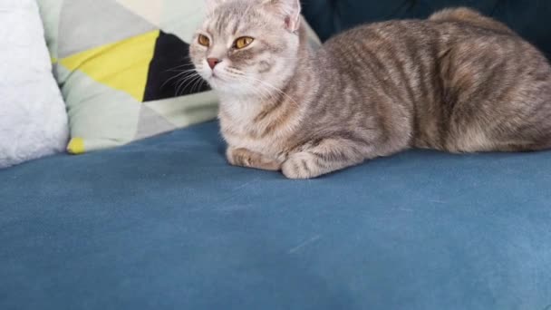 Ένα πορτρέτο μιας όμορφης γάτας με ένα χαριτωμένο πρόσωπο την ημέρα στο άνετο σπίτι - Πλάνα, βίντεο
