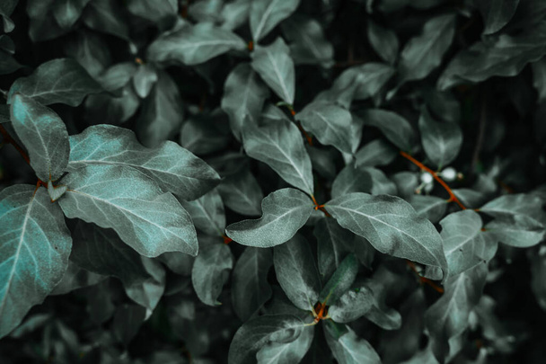 Green background with leaves on a bush - Fotoğraf, Görsel