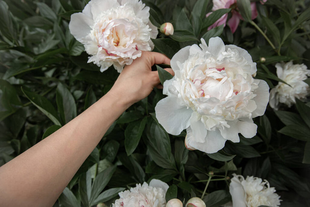 Le mani dei bambini stanno tenendo un fiore di peonia bianco che cresce su un cespuglio. - Foto, immagini