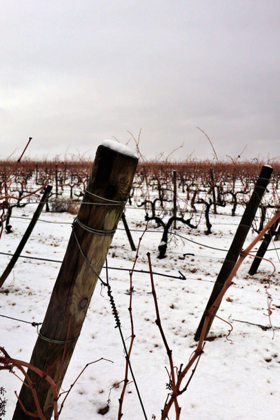 вид виноградника под снегом. Снегопад зимой на виноградной лозе и побеги с апельсиновыми тонами. Производство и экспорт красного вина - Фото, изображение