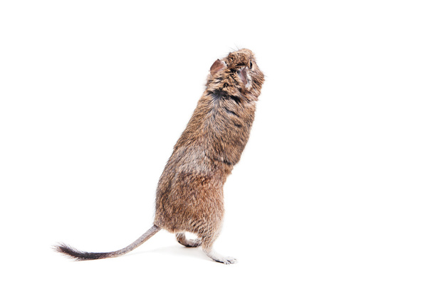 The Degu or Brush-Tailed Rat, on white - Fotoğraf, Görsel