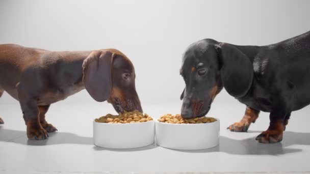 Two young dachshund dogs or puppies eat dry diet food white bowls video. White seamless studio background. - Metraje, vídeo