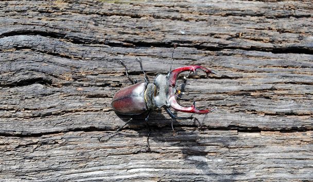 Male stag beetle with long and sharp jaws in wild forest sitting on the trunk of an oak tree. Beetle stag consist of big horns, beautiful strong legs. Stag beetle ready to attack for your life. - Photo, Image