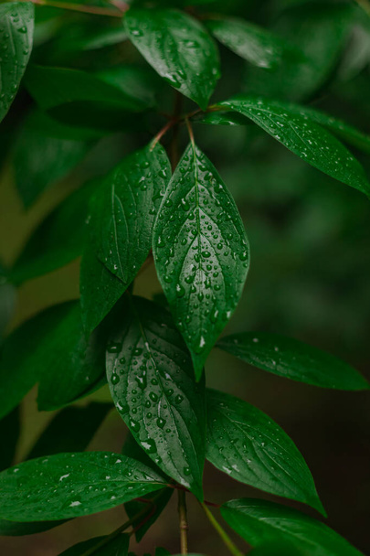 verde congedo umido dopo la pioggia con gocce d'acqua aria fresca ed ecologia immagine verticale tematica - Foto, immagini