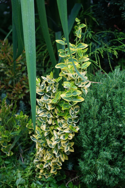 Euonymus fortuni "Emerald 'n Gold" na zahradě v červnu. Euonymus fortuni, vřeteno, vřeteno štěstěny, zimní šlahouny nebo zimní šlahouny, je druh kvetoucí rostliny čeledi Celastraceae. Berlín, Německo - Fotografie, Obrázek