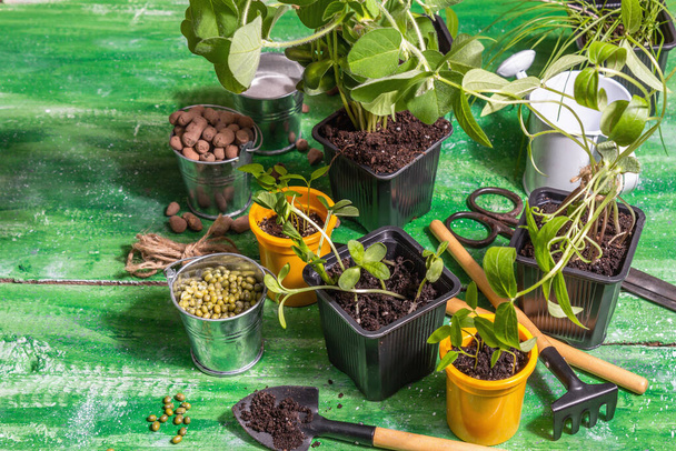 Spring planting and gardening concept. Tools, watering can, flowerpots, buckets, decorative stones. Fresh sprouts of soybeans, mung bean, peanuts, lupine, lawn grass. Old wooden table, copy space - Foto, afbeelding