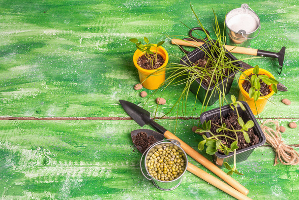 Spring planting and gardening concept. Tools, watering can, flowerpots, buckets, decorative stones. Fresh sprouts of soybeans, mung bean, peanuts, lupine, lawn grass. Old wooden table, top view - Foto, afbeelding