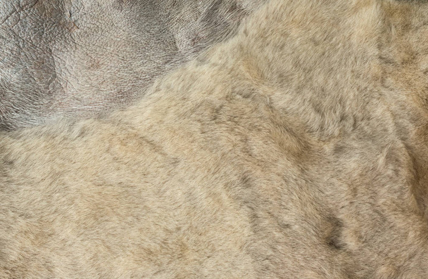 Texture de peau de mouton à fourrure pelucheuse brun clair. - Photo, image
