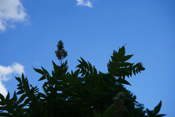 Sorbaria sorbifolia, die falsche Spiraea, falscher Ziegenbart, sorbenblättriger Schizonotus, Ural falscher Spirea, ist eine Blütenpflanze aus der Familie der Rosaceae. Berlin, Deutschland  - Foto, Bild