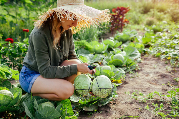 Woman gardener picking cabbage in summer garden putting vegetable crop in basket. Healthy food harvest - Photo, Image