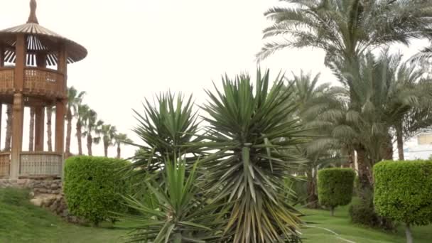 schöne grüne Vegetation und Palmen auf dem Hotel - Filmmaterial, Video