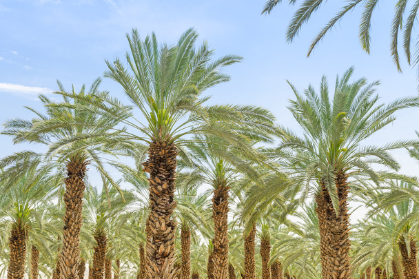 Fogliame lussureggiante di fichi palme da dattero su oasi coltivate
 - Foto, immagini
